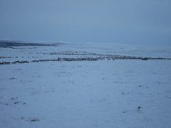 Out on the tundra
