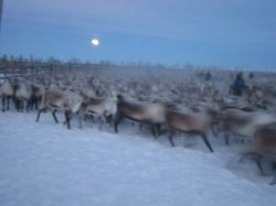 Herding