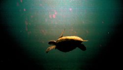 One of the locals (A Green Turtle)
