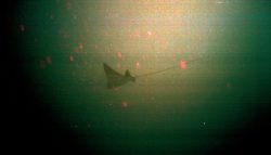 Another local passes by (An Eagle Ray)