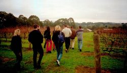 The Five Oaks Vineyard, Yarra Valley with some additions to the massive. Bob has a sneaky fag at the back of the pack