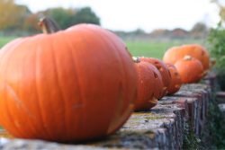 Pumpkins